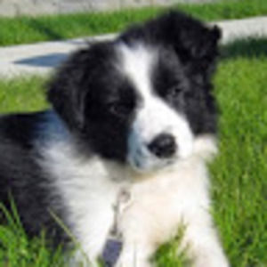 Meet your Posher, Dillon